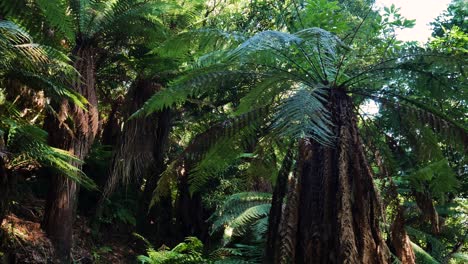 Nahaufnahme-Eines-Tropischen-Farnbaums,-Der-Im-Whirinaki-Conservation-Park-Von-Neuseeland-Wächst