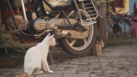Slow-motion-of-two-young-cats-looking-around-by-a-streetside,-next-to-a-motorcycle,-in-India