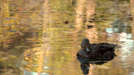 Female-Mallard-Duck-On-Transparent-Pond-Of-Oliwski-Park-In-Gdańsk,-Poland