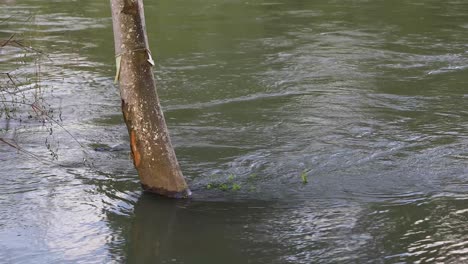 4k-Baum-In-Fließenden-Fluss-Getaucht