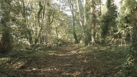 Pov-Wandern-Auf-Waldweg-Im-Herbst,-Abgefallene-Blätter-Auf-Dem-Boden