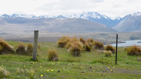 Strong-wind-whipping-bunches-of-grass-on-top-of-a-field,-snow-capped-mountains-in-background