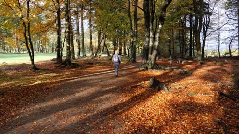 Beautiful-woodland-path-with-walker-in-autumn-colours