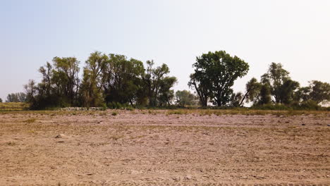 Semi-Arid-Desert-Landscape-With-Green-Trees---pullback