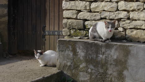 2-Gatos-Sentados-En-La-Pared-De-Piedra