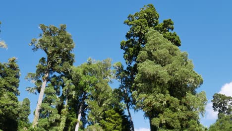 Schwenk-über-Große-Tropische-Bäume-Vor-Blauem-Himmel-Im-Wirinaki-Te-Pua-a-tane-Conservation-Park,-Neuseeland