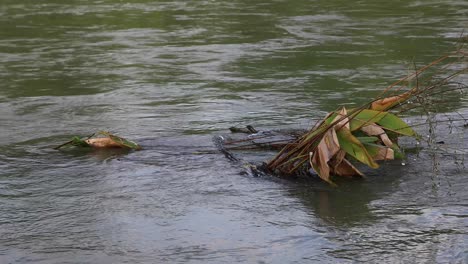 4k-Fließendes-Wasser-Aus-Einem-Fluss-Mit-Einem-Untergetauchten-Blätterstrauch