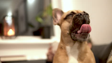 Close-up-of-a-Sleepy-French-Bulldog-indoors