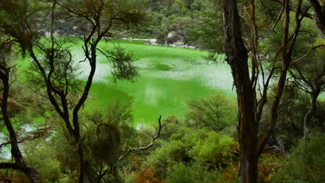 Pan-shot-of-tropical-green-colored-lake-surrounded-by-trees-at-Waiotapu-Thermal-Wonderland,New-Zealand