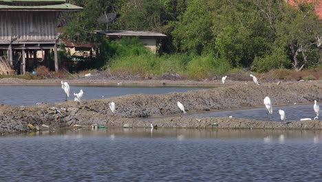 4K-Nature-Reserve-with-White-Egret-Water-Birds-Feeding-on-the-Salt-Lakes-of-Phetchaburi,-Thailand