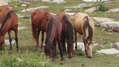 Herd-of-horses-grazing-on-mountain-pasture-in-Yenokavan,-Armenia