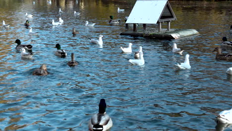 Patos-Reales-Y-Gaviotas-De-Cabeza-Negra-Nadando-Juntos-En-Un-Lago-Tranquilo-En-El-Parque-Oliwski,-Gdańsk,-Polonia