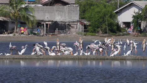 4K-Wildlife-Nature-Reserve-with-Giant-Siberian-Cranes-Feeding-on-the-Salt-Lakes-of-Phetchaburi,-Thailand
