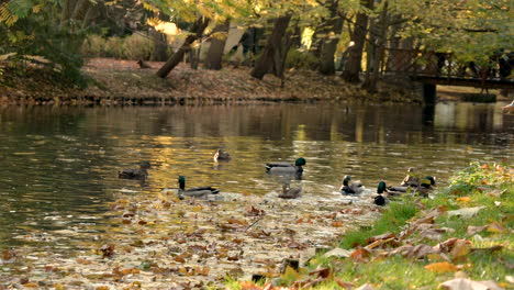Drake-And-Hen-Mallard-Duck-Floating-On-A-Pond-At-Daytime-In-Oliwski-Park,-Gdańsk,-Poland