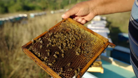 Untersuchung-Von-Bienen-Auf-Honig-Und-Gesundheit