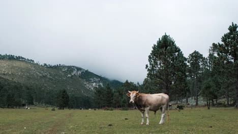 View-of-cow-on-a-mountain-pasture,-cow-on-meadow-goes-to-graze,-mountain-background,-static