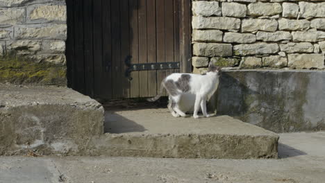 Cat-sneaks-under-fence,-walled-house
