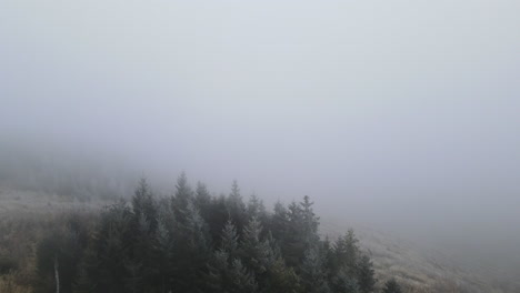 Fliegen-über-Eine-Verschneite-Landschaft-Mit-Bäumen-Und-Gras-Auf-Dem-Boden-Bei-Dichtem-Nebel