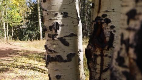 Close-up-Of-Birch-Tree-Trunks-In-The-Forest-At-Daytime