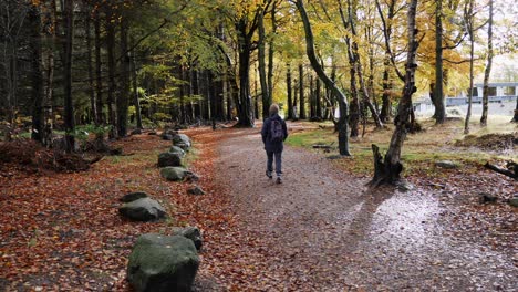A-woodland-walk-in-October
