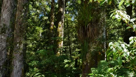 Nahaufnahme-Dolly-Aufnahme-Des-Dichten-Waldschutzparks-Mit-Artenpflanzen-Während-Des-Sommertages---Whirinaki-Conservation-Park,-Neuseeland