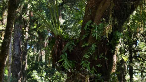 Schwenkschuss-Von-Wunderschönen-Tropischen-Pflanzen,-Die-Auf-Riesigen-Bäumen-Im-Dschungel-Von-Neuseeland-Wachsen