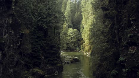 Moody-Forest-River-Canyon-with-Giant-Evergreen-trees,-Cinematic-Rising-Drone