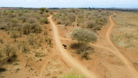 Vista-Aérea-Del-Rebaño-De-Vacas-En-Las-Zonas-Rurales-De-Kenia
