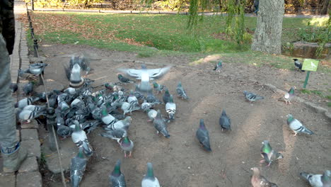 Flock-Of-Domestic-Pigeons-Feeding-On-The-Ground-At-Park-Oliwski-In-Gdansk,-Poland