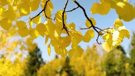 Close-Up-Of-Yellow-Leaves-On-Bright-Sunny-Day