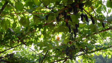 Vineyard,-grapes-hanging-with-sun-rays-shining-trough