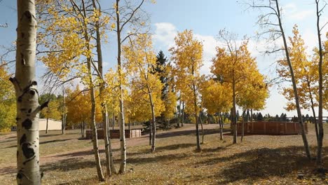Park-With-Birch-Trees-In-Autumn-Colors---static-shot