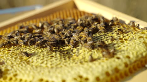 Examining-bees-for-honey-and-health