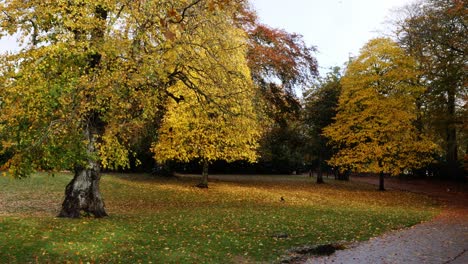 Blätter-Fallen-Im-Herbst-In-Den-Hazelhead-Park