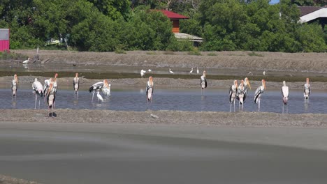 4K-Wildlife-Nature-Reserve-with-White-Birds-and-Giant-Siberian-Cranes-Feeding-on-the-Salt-Lakes-of-Phetchaburi,-Thailand