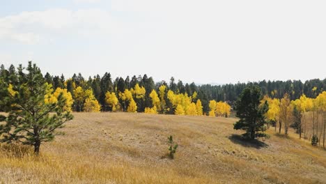 Panoramic-View-Of-Forest-With-Yellow-Autumn-Colors-On-Hilltop