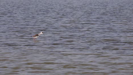 4K-Single-Sandpiper-Bird-Looking-for-Food-in-a-Shallow-Lake