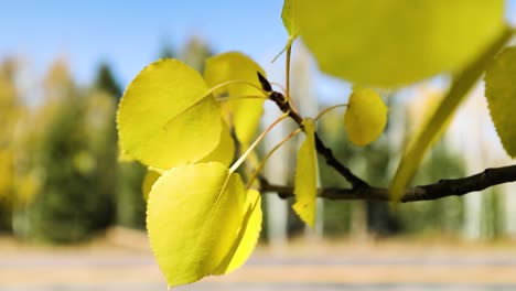 Yellowed-Foliage-On-A-Birch-Tree-In-The-Autumn---close-up
