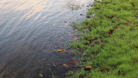 4k-Flussufer-Mit-Untergetauchtem-Gras-Und-Blättern