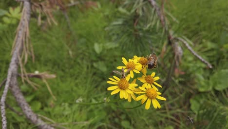Biene-Und-Fliegen-Auf-Gelben-Balsamwurzelblüten-Bestäuben-Kanadische-Rocky-Mountains
