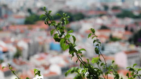 Grünes-Laub,-Das-In-Der-Luft-Schwankt,-Mit-Bokeh-Porto-Downtown-Im-Hintergrund-In-Portugal