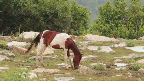 White-and-brown-horse-grazing-on-mountain-pasture-of-Yenokavan-village-Armenia