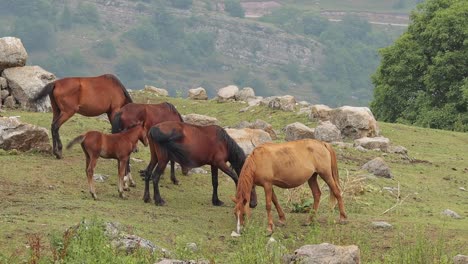 Horse-herd-grazing-on-mountain-pasture-on-farmland-in-Yenokavan-village,-Armenia