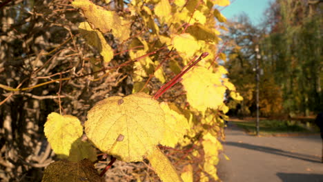 Golden-Leaves-On-A-Sunny-Day-During-Autumn-In-Oliwski-Park,-Gdańsk,-Poland