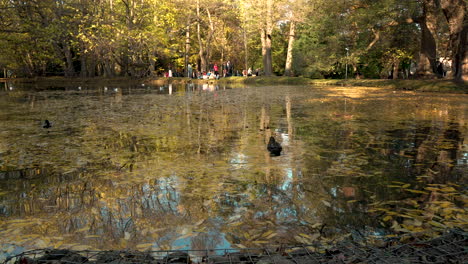 Enten-Schwimmen-In-Einem-Natürlichen-See,-Der-Während-Des-Goldenen-Herbsttages-Mit-Laub-Bedeckt-Ist