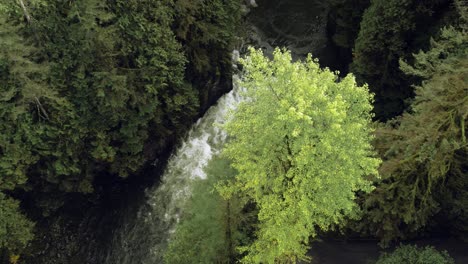Lush-Green-River-Canyon-White-Rapids,-Rocky-Evergreen-Rainforest,-Cinematic-Aerial-Shot