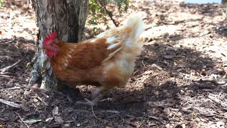 Free-range-chicken-rooster,-gallus-gallus-domesticus-digging-and-scratching-the-ground-with-its-feet,-pecking-and-foraging-for-invertebrates-in-outdoor-environment-in-a-farm-ranch,-close-up-shot