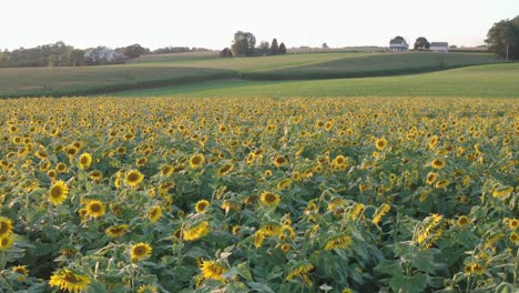 Beautiful-aerial-of-sunflower-field