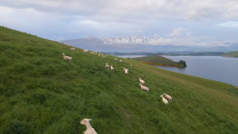 Numerous-scared-sheep-running-away-over-a-steep,-grassy-hillside-in-new-zealand