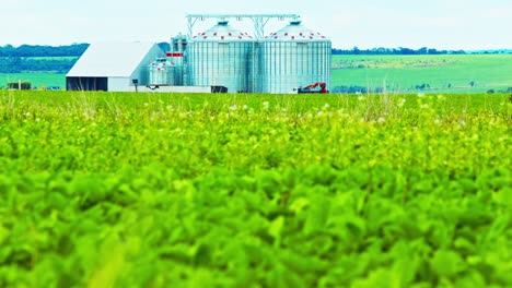 Soybean-field-in-the-foreground-with-grain-silos-in-the-background-of-a-plantation-in-Brazil